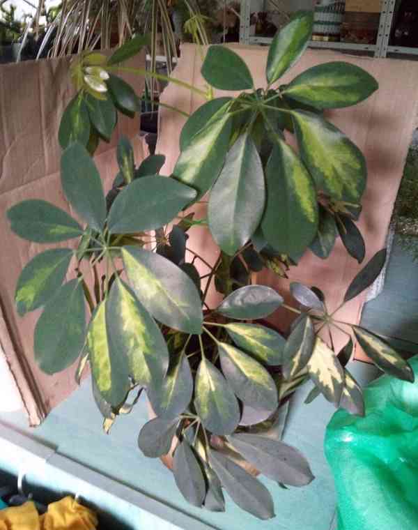 Schefflera Arboricola    - foto 2