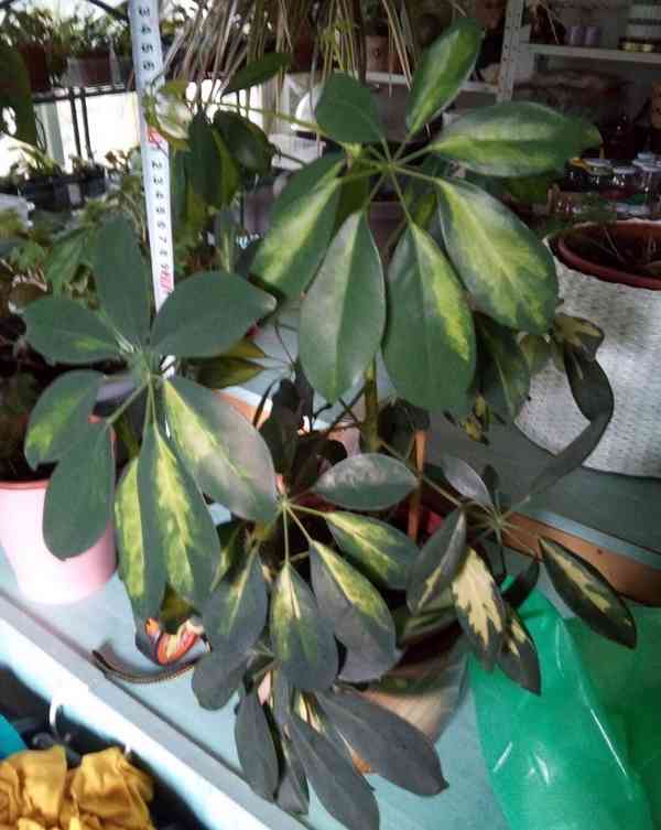 Schefflera Arboricola    - foto 3