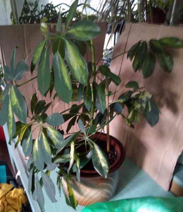 Schefflera Arboricola    - foto 4