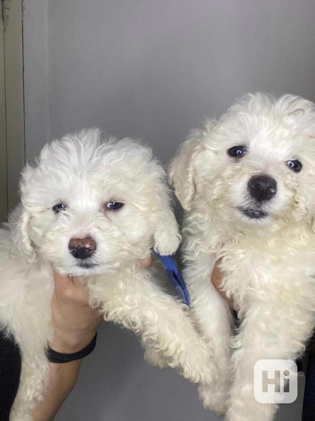 Krásná štěňata bišonka na prodej - foto 1