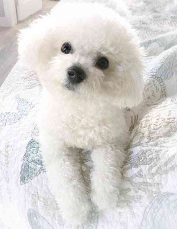 Krásná štěňata bišonka na prodej - foto 5