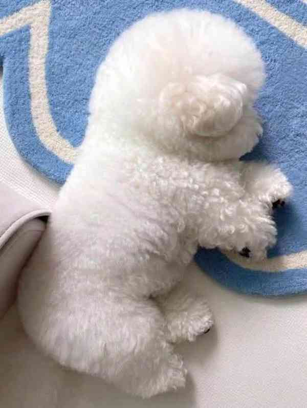 Krásná štěňata bišonka na prodej - foto 4