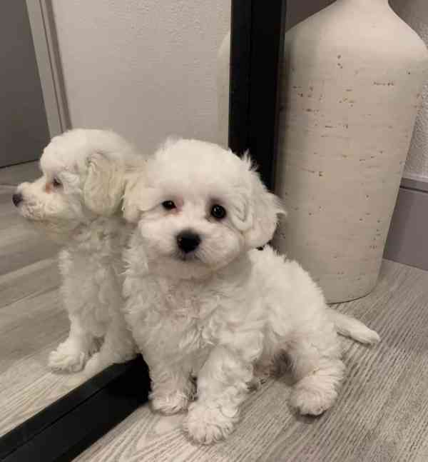 Krásná štěňata bišonka na prodej - foto 3