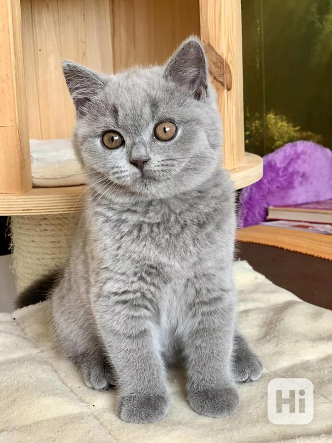 Britská koťátka modrá a lilac – zdravá, mazlivá, jedinečná! - foto 1