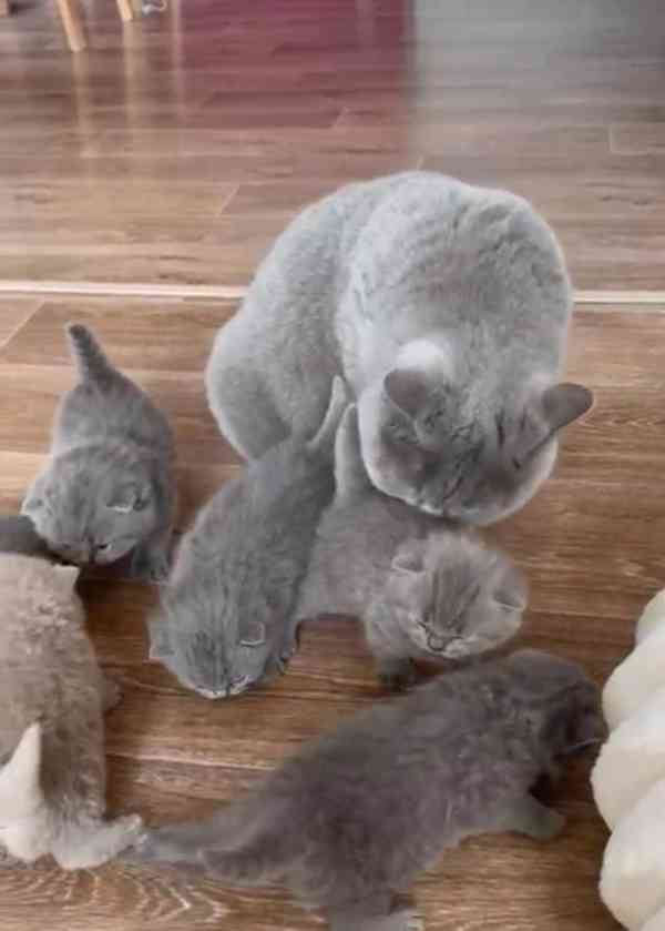 Britská koťátka modrá a lilac – zdravá, mazlivá, jedinečná! - foto 2