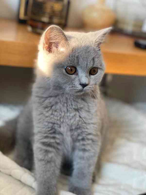 Britská koťátka modrá a lilac – zdravá, mazlivá, jedinečná! - foto 6