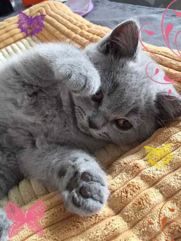 Britská koťátka modrá a lilac – zdravá, mazlivá, jedinečná! - foto 4