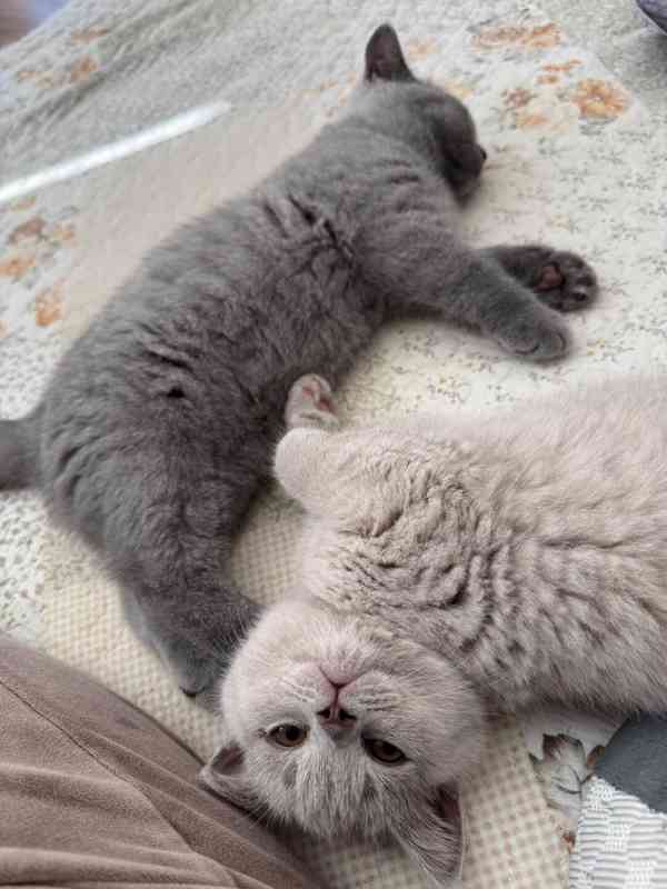 Britská koťátka modrá a lilac – zdravá, mazlivá, jedinečná! - foto 5