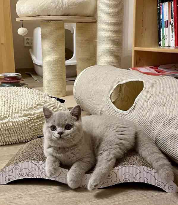 Britská koťátka modrá a lilac – zdravá, mazlivá, jedinečná! - foto 3