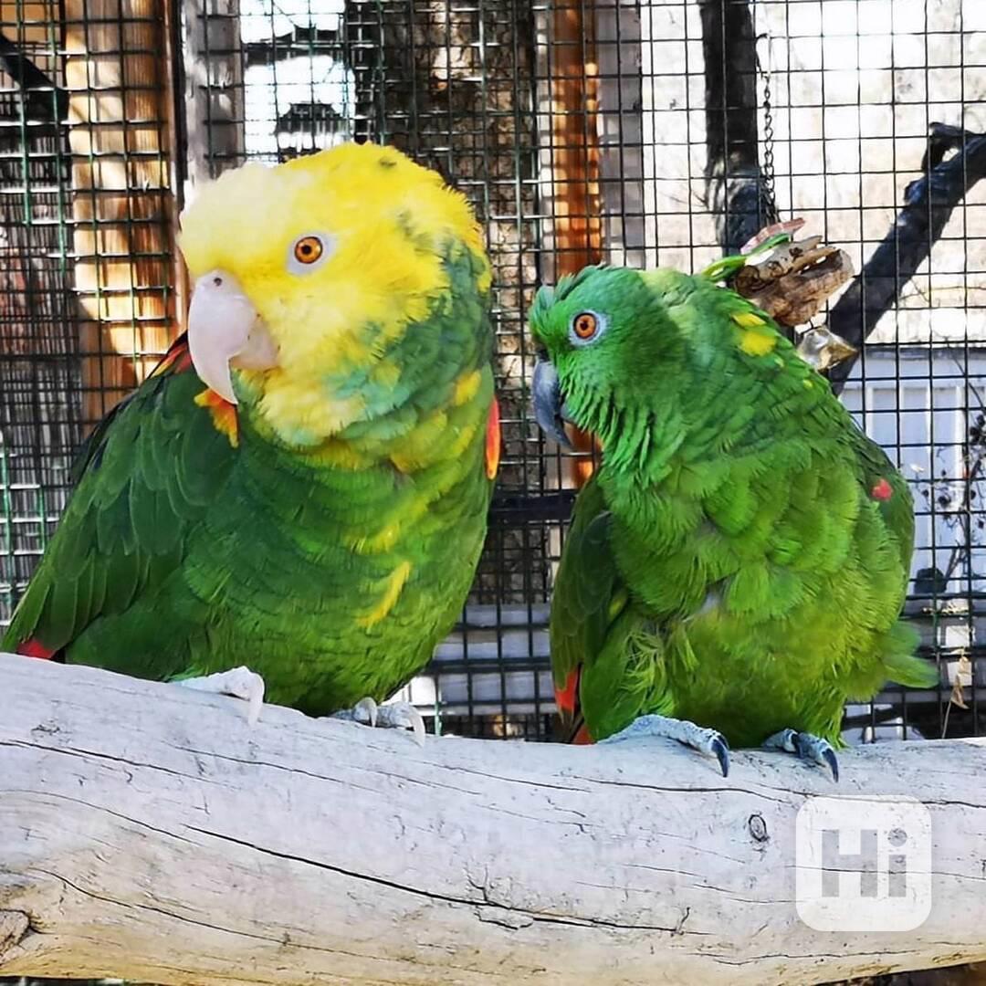Rozkošní papoušci arové  - foto 1