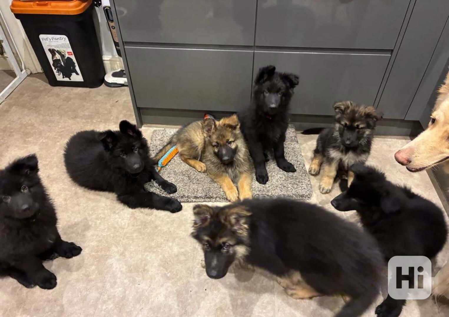 Štěňata německého ovčáka s rovnými zády - Připraveni k odjez - foto 1