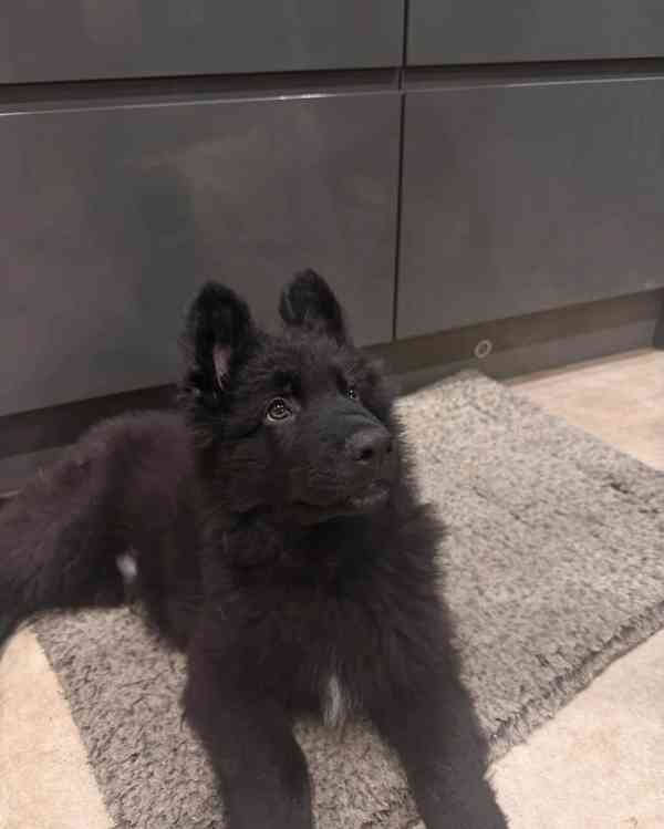 Štěňata německého ovčáka s rovnými zády - Připraveni k odjez - foto 3