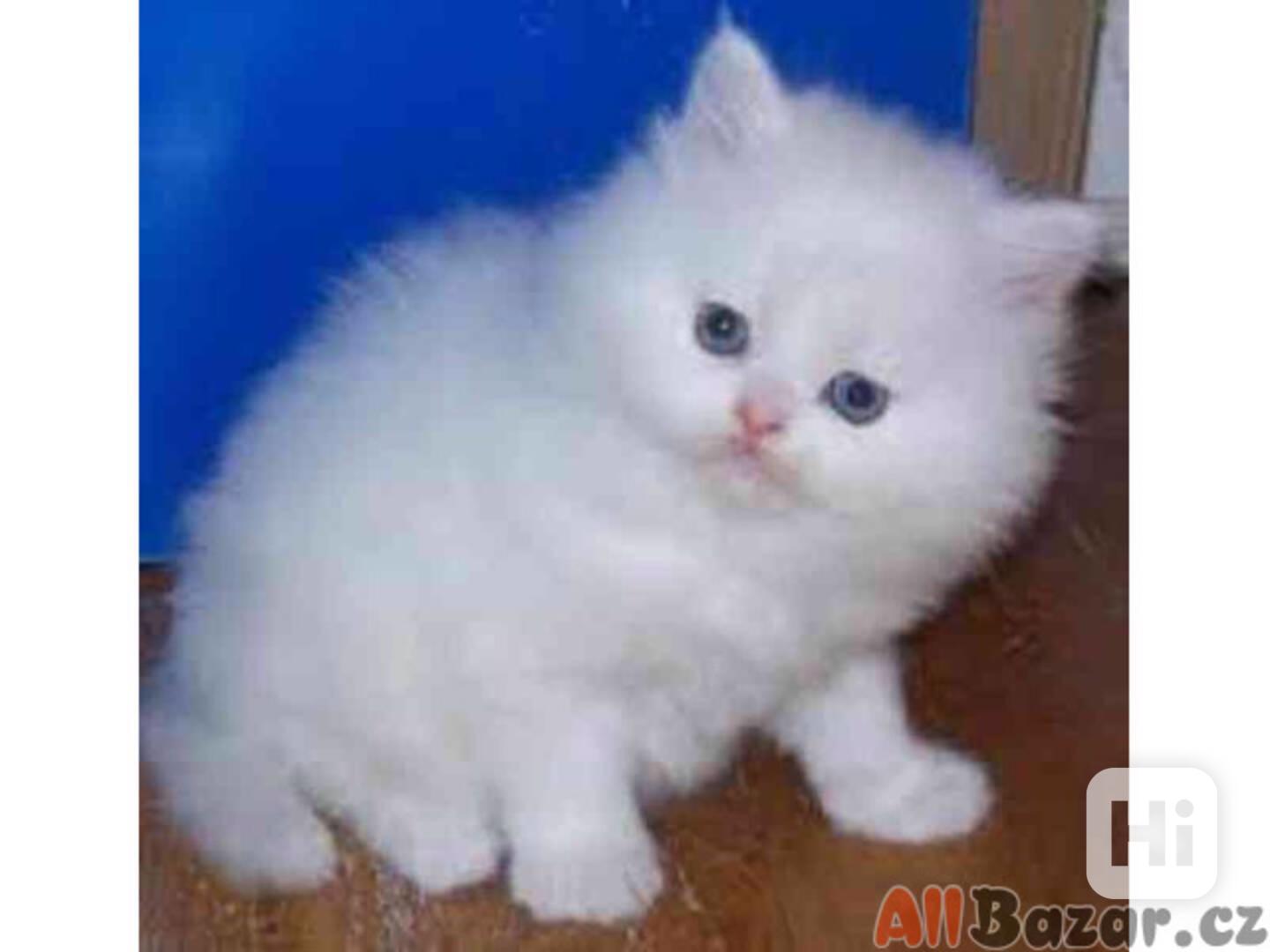 zdravá perská koťata k adopci - foto 1