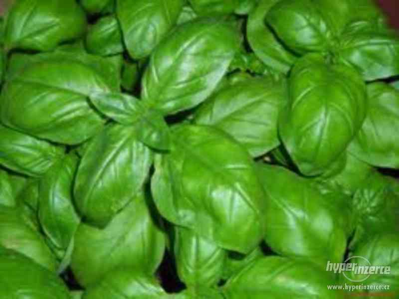 Bazalka Fino Verde - semena - foto 1