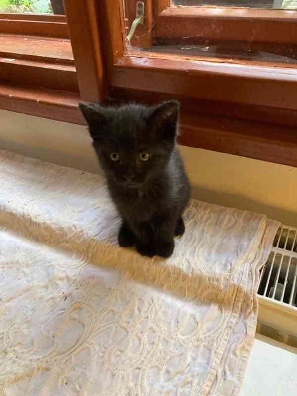 Černý 3měsíční vymazlený Bertík hledá domov. - foto 5