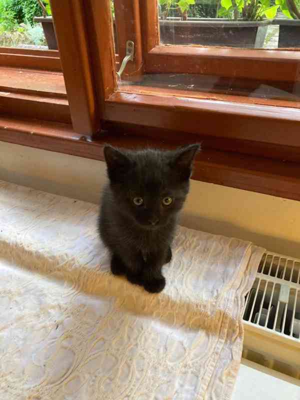 Černý 3měsíční vymazlený Bertík hledá domov. - foto 4