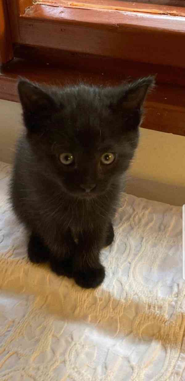 Černý 3měsíční vymazlený Bertík hledá domov. - foto 3