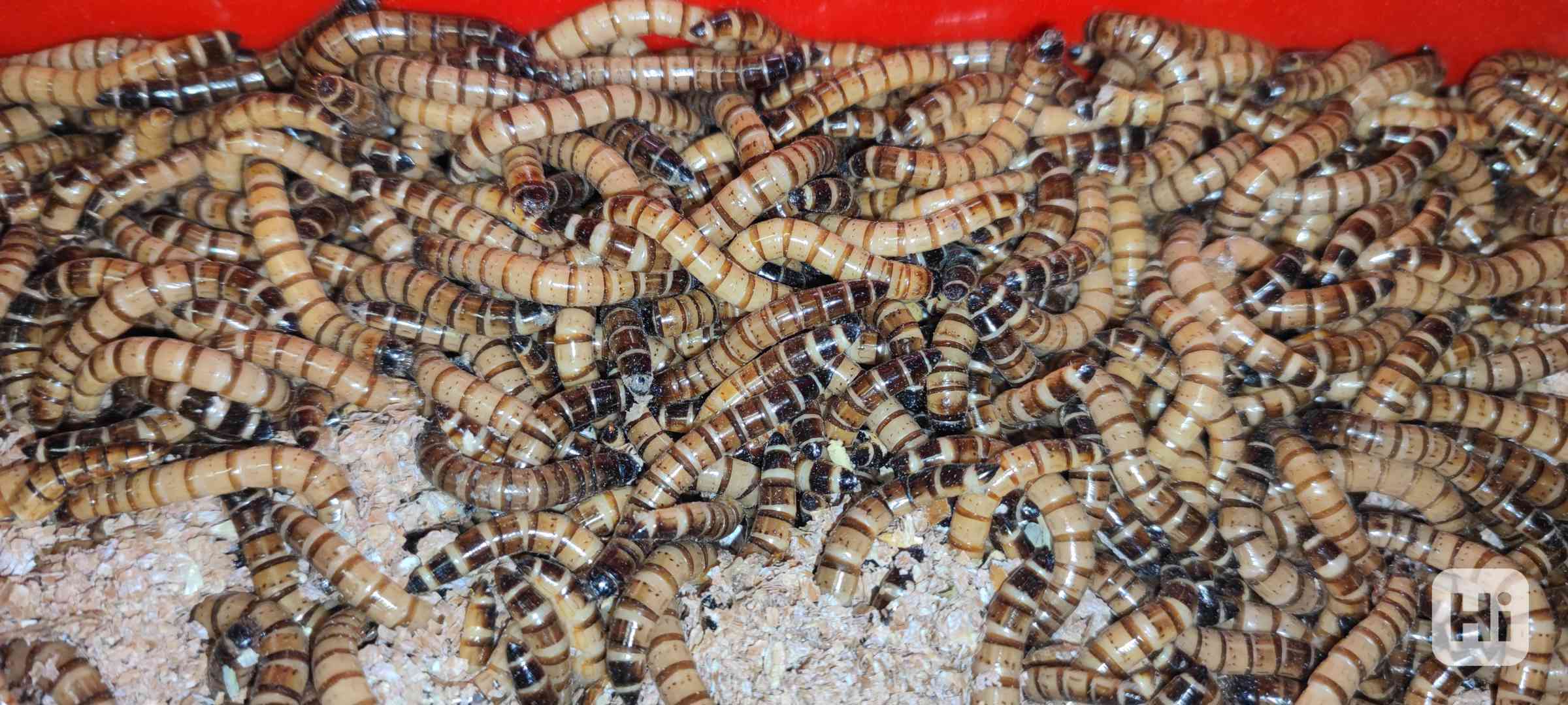 Zophobas morio - Potemník Brazilský  - foto 1