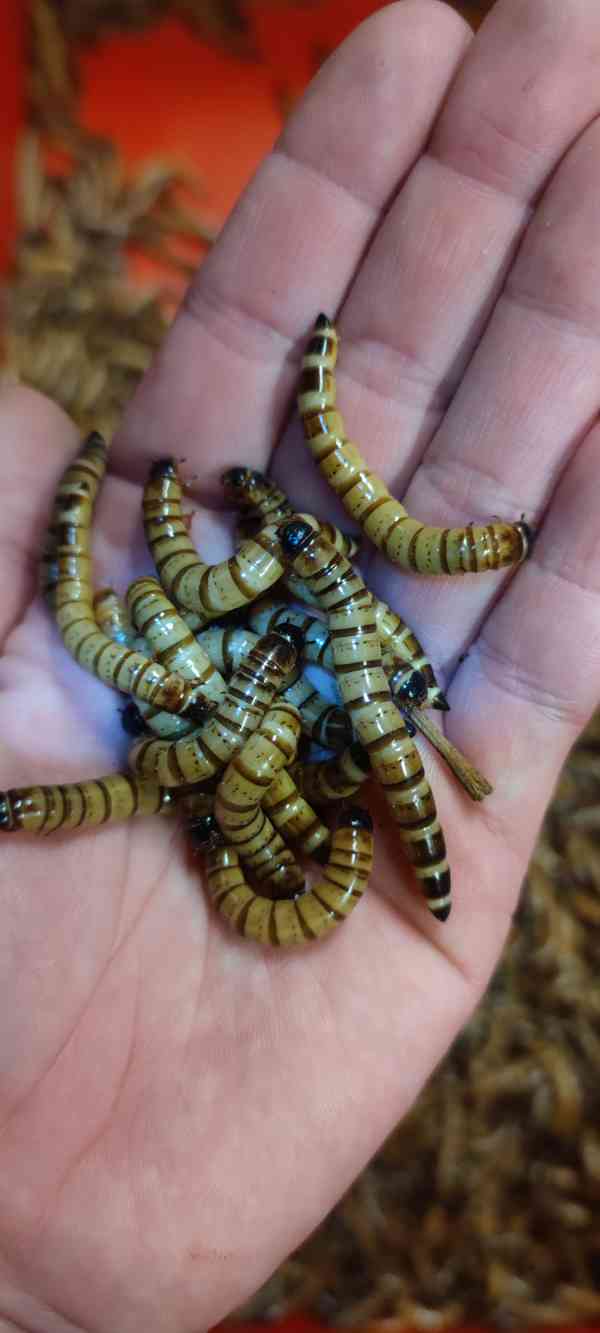 Zophobas morio - Potemník Brazilský  - foto 2