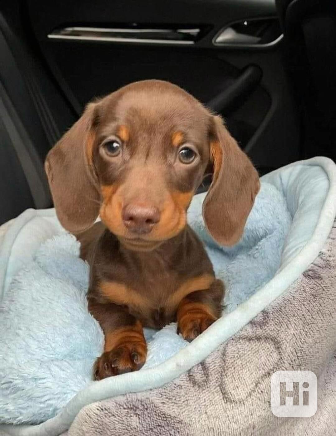 Jezevčík Hladkosrstý Trpasličí bez PP - foto 1