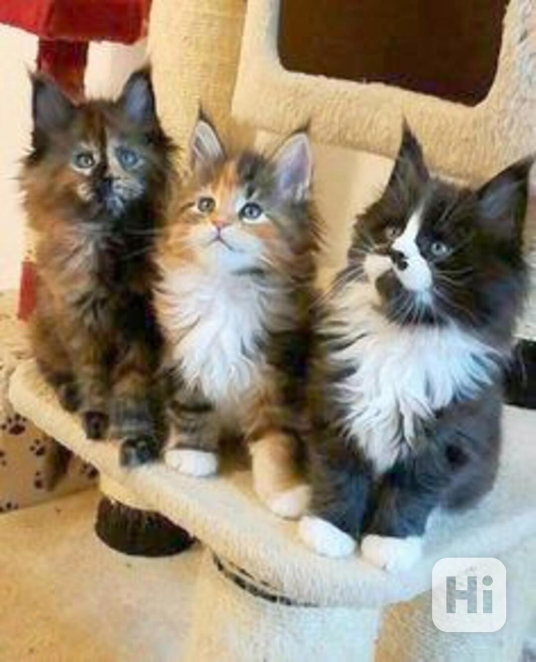3 Mainská mývalí koťata na prodej - foto 1