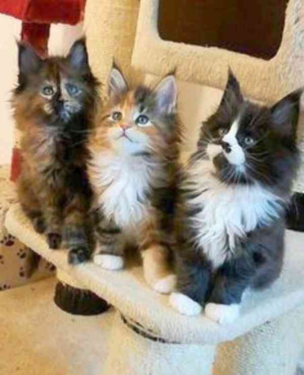 3 Mainská mývalí koťata na prodej