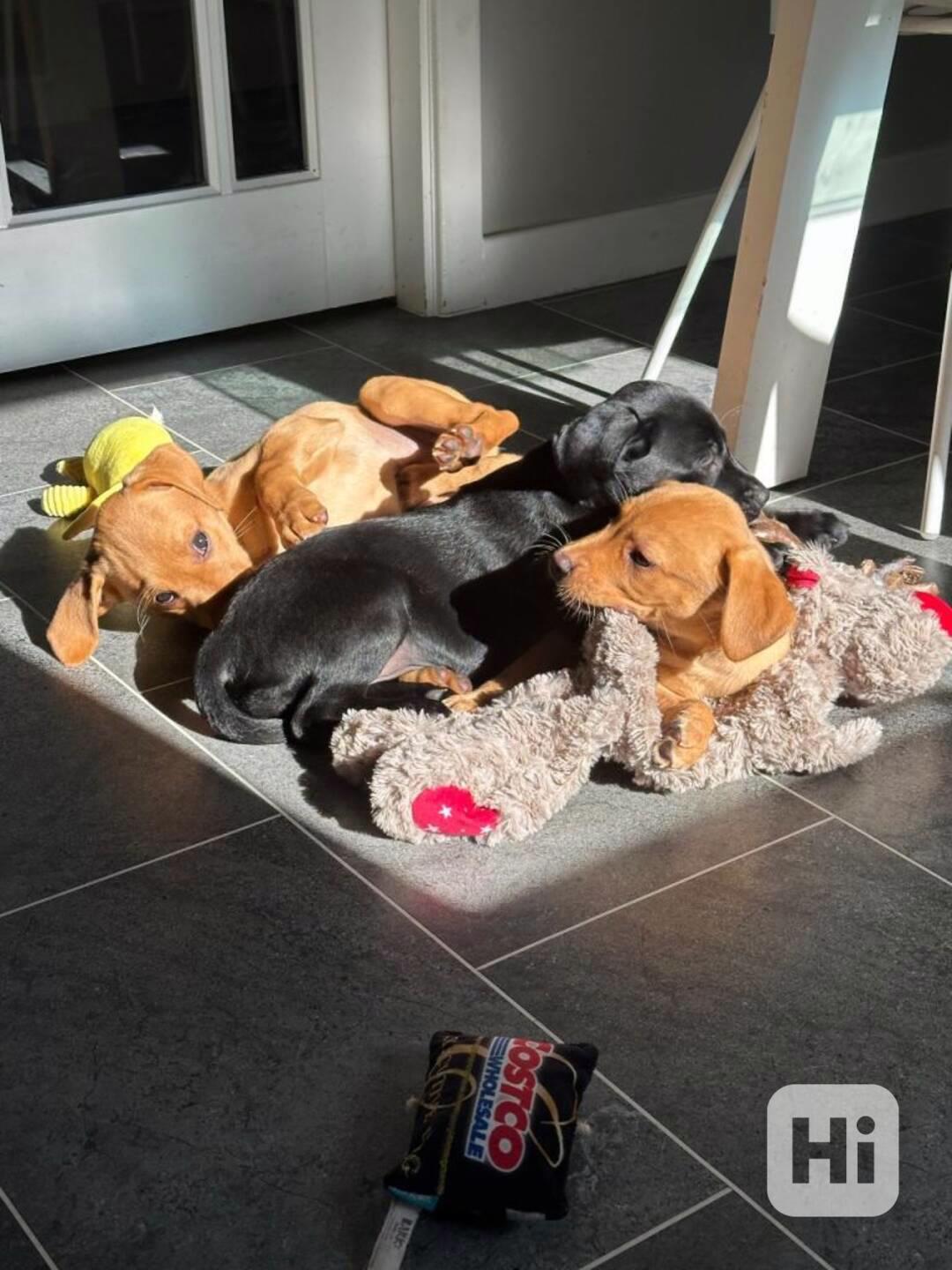 Labrador retriever s PP - foto 1