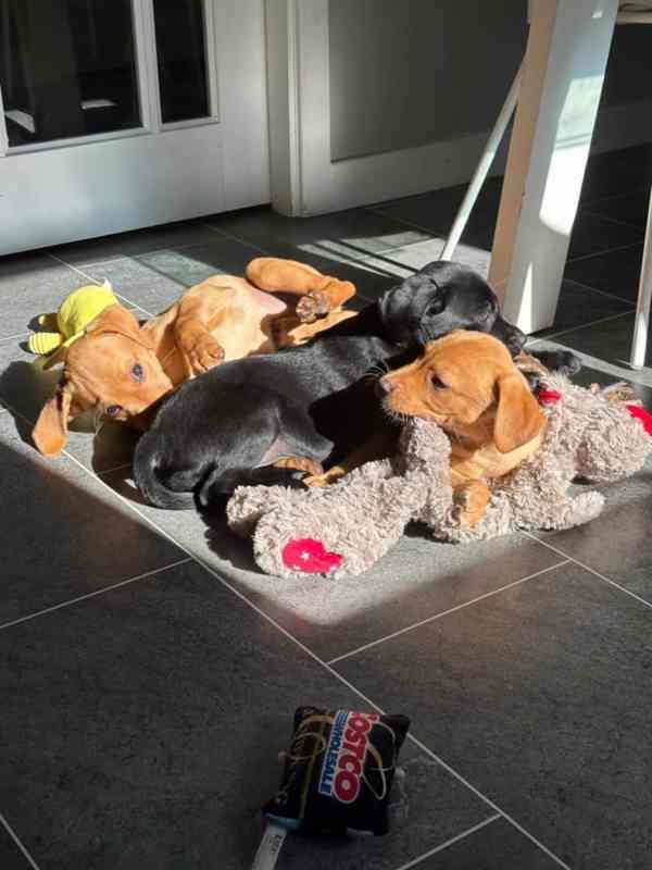 Labrador retriever s PP - foto 1