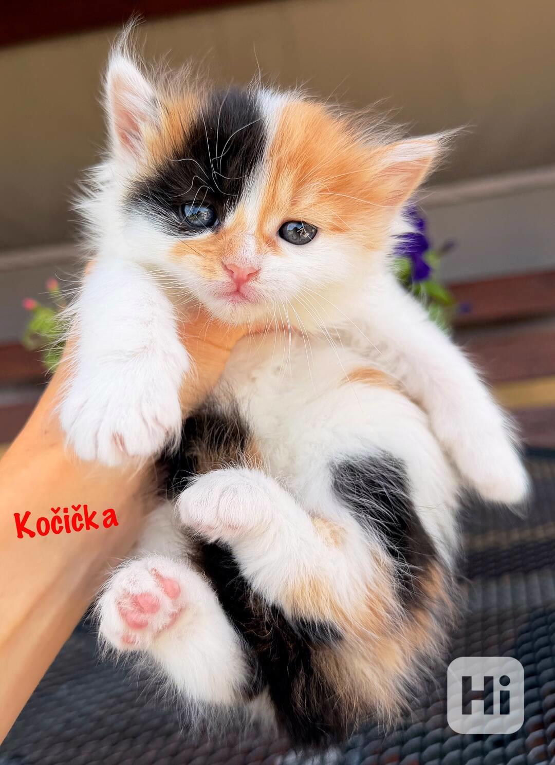 Vymazlená koťátka  - foto 1