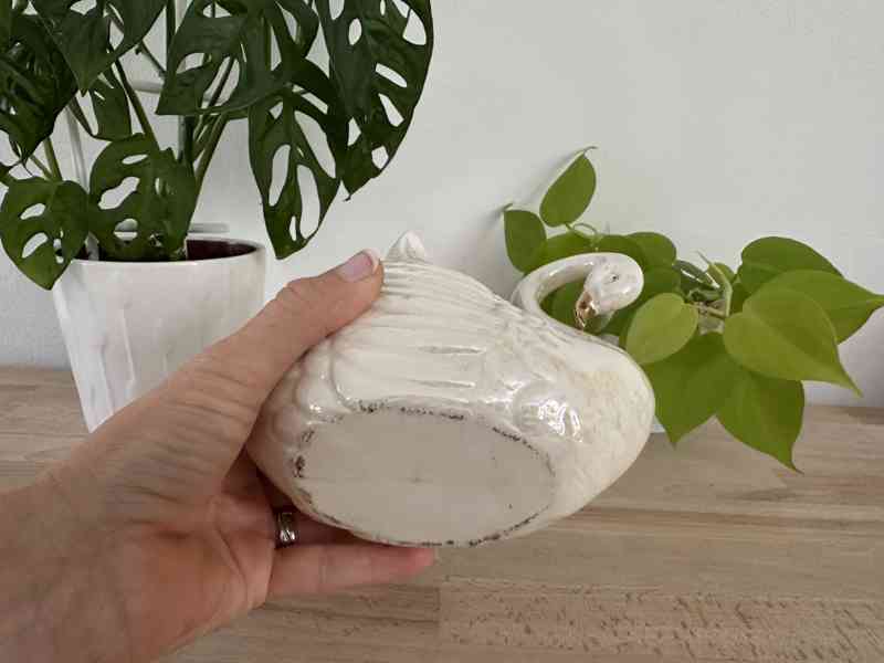 Labuť perleťová žardiéra - foto 5