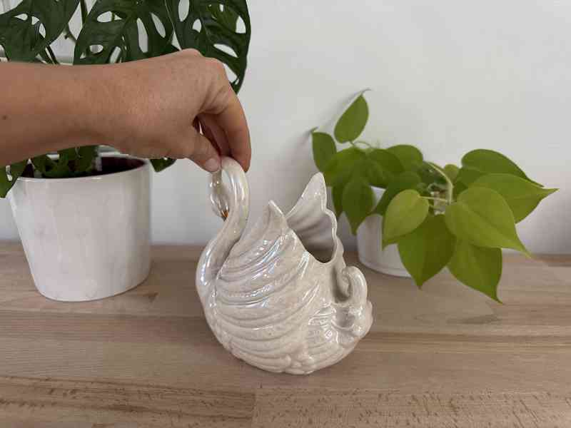 Labuť perleťová žardiéra - foto 9