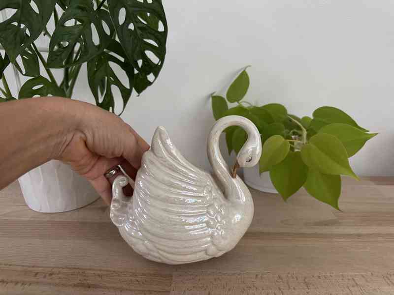 Labuť perleťová žardiéra - foto 6