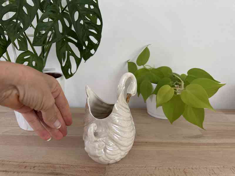 Labuť perleťová žardiéra - foto 7