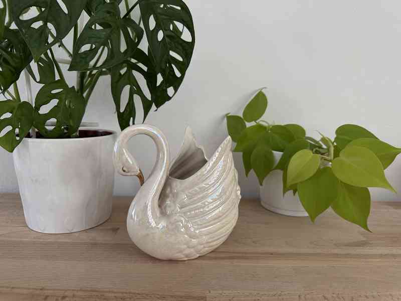 Labuť perleťová žardiéra - foto 11