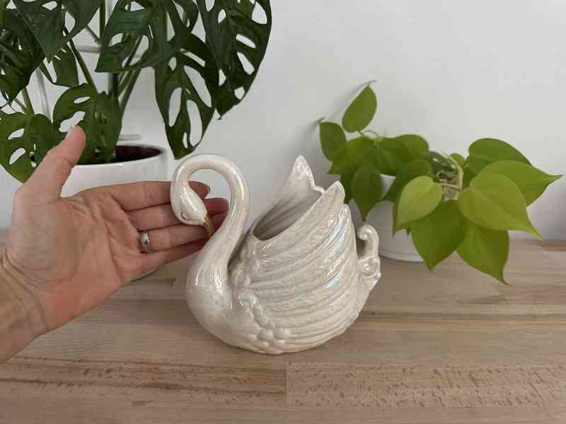 Labuť perleťová žardiéra - foto 10