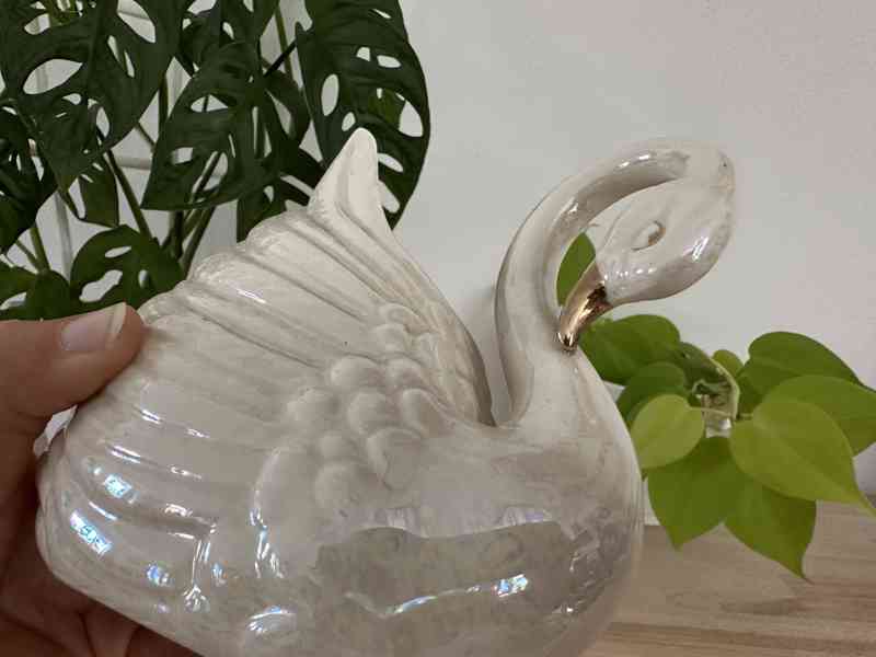 Labuť perleťová žardiéra - foto 3