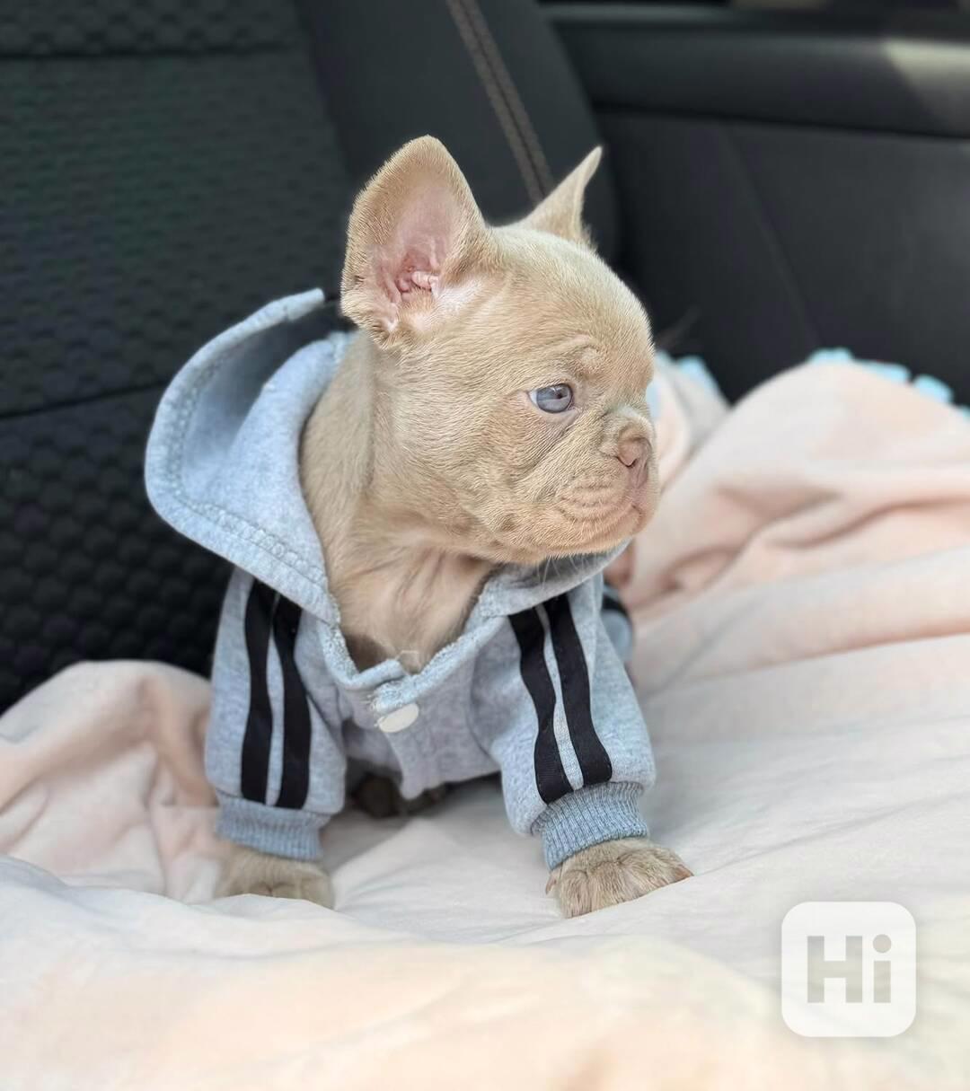 Štěňata francouzského buldoka Pp - foto 1