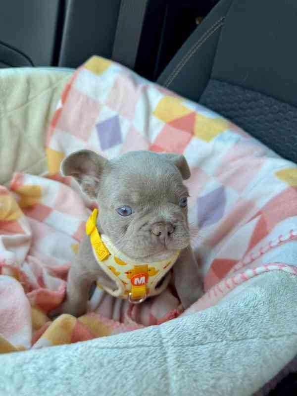 Štěňata francouzského buldoka Pp - foto 2