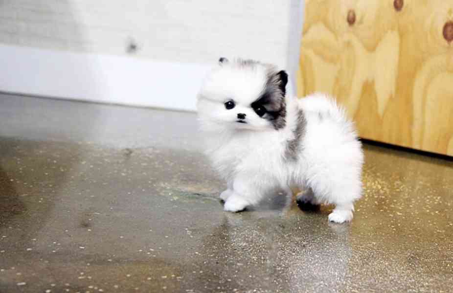 Krásná štěňata pomeranského  - foto 4