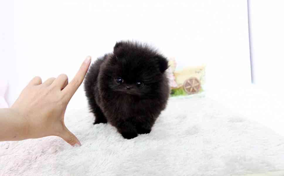 Krásná štěňata pomeranského  - foto 3