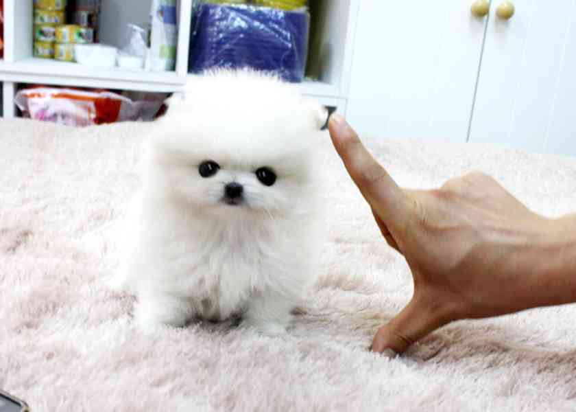 Krásná štěňata pomeranského  - foto 2