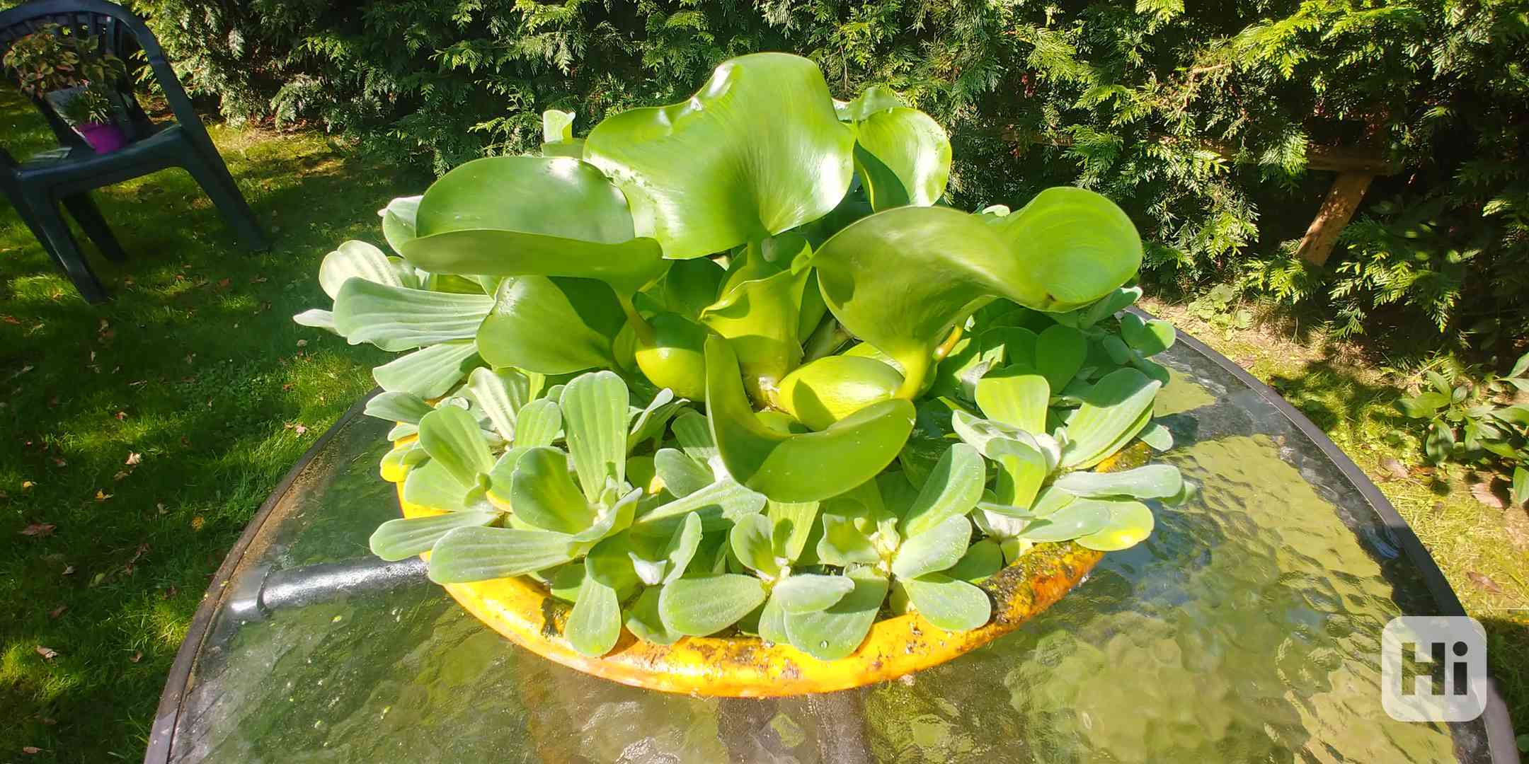 Vodní hyacint- plovoucí rostliny do jezírka - foto 1