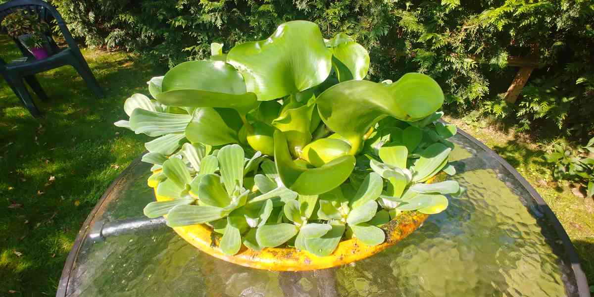 Vodní hyacint- plovoucí rostliny do jezírka - foto 1