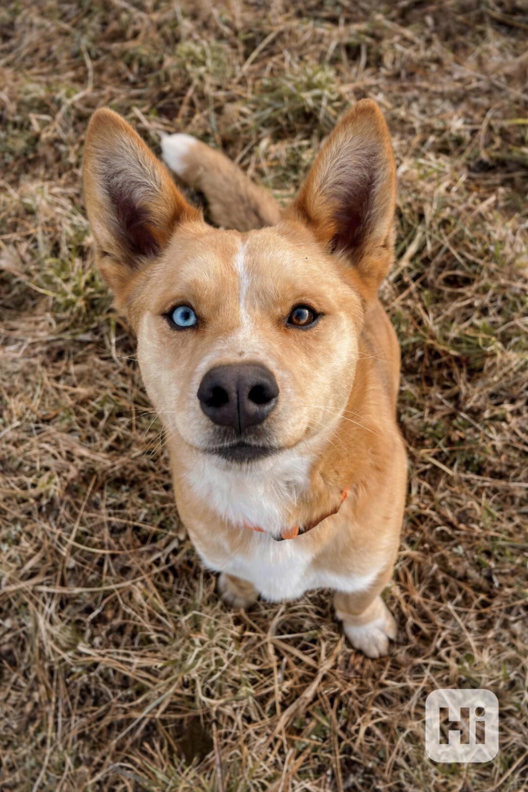 KIMBO - 15 kg, psík 2 roky  - foto 1