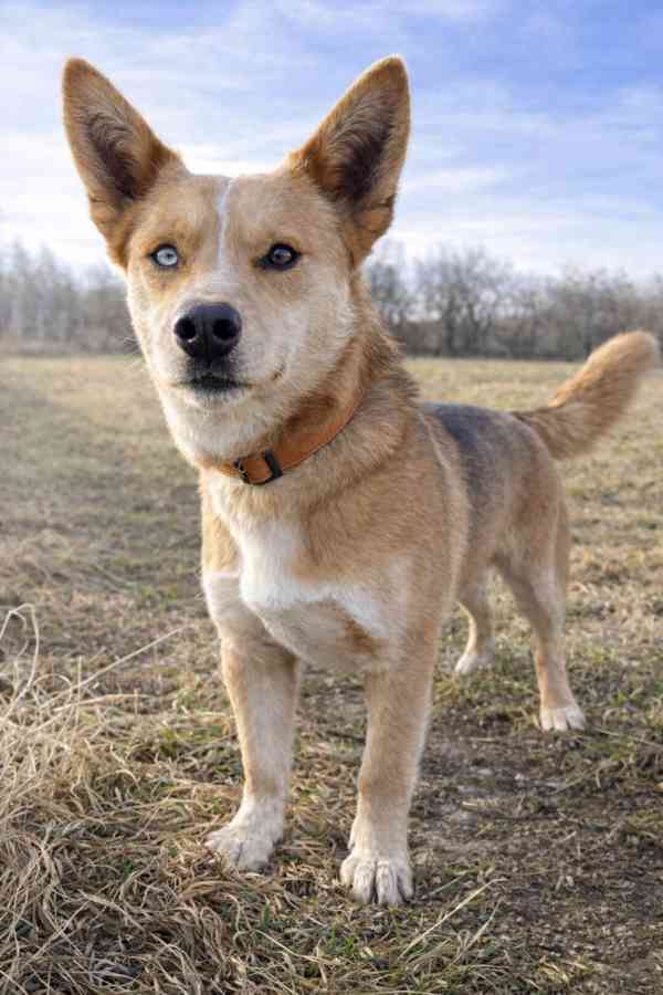 KIMBO - 15 kg, psík 2 roky  - foto 3