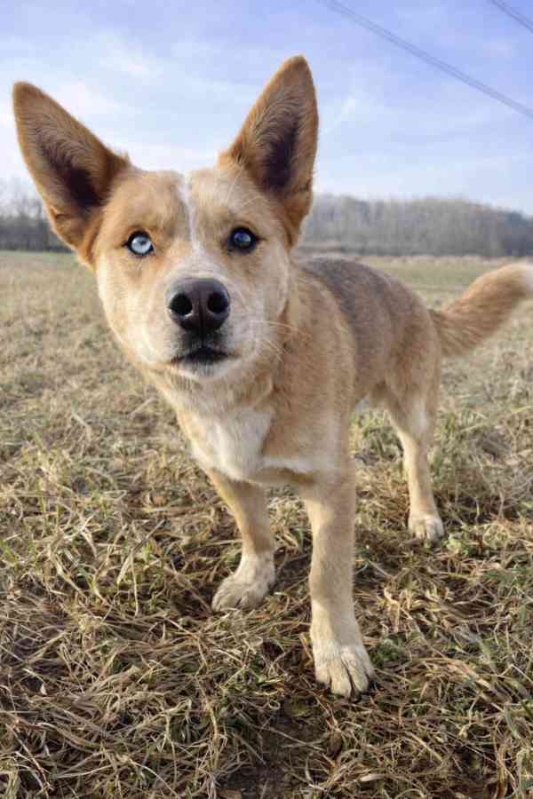 KIMBO - 15 kg, psík 2 roky  - foto 2