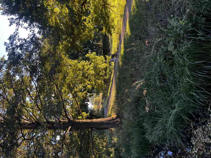 Nabízíme stafordšírského teriéra ke krytí – Plzeňský kraj - foto 2