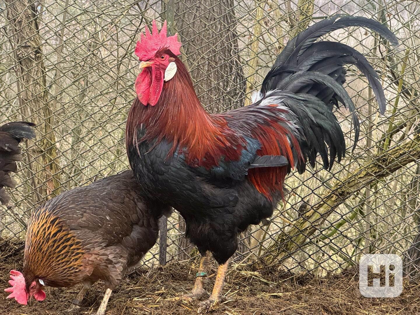 Vlaška koroptví - kohout - foto 1