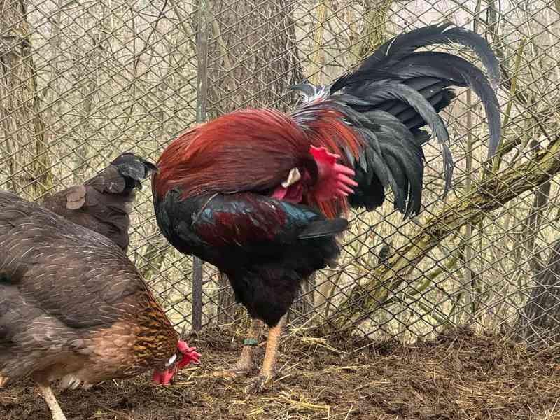 Vlaška koroptví - kohout - foto 3