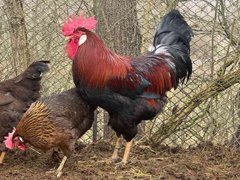 Vlaška koroptví - kohout - foto 4